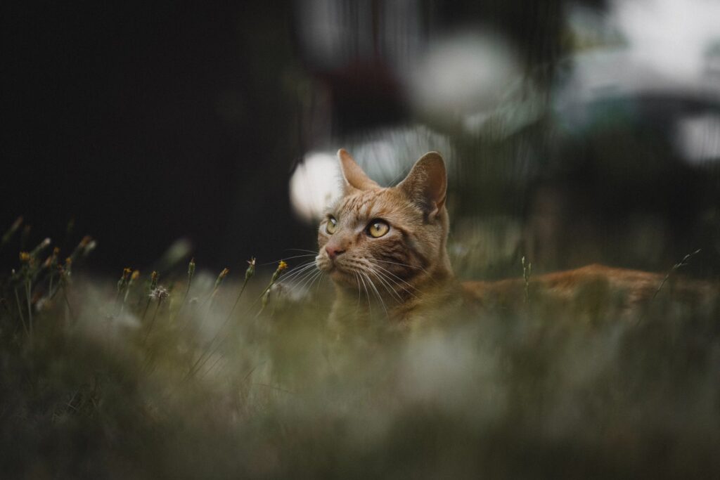 кошка в траве с размытым фоном